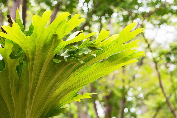 Platycerium Superbum Közismert Nevén Staghorn Páfrány Egy Platycerium Faj Páfrány — Stock Fotó