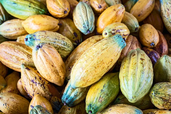 一大堆色彩艳丽的可可荚 Criollo Forastero Trinitario 不同类型的可可豆刚刚从树上收获 数以百计的异国情调成熟的水果准备做黑巧克力 — 图库照片