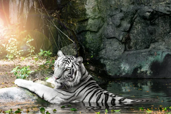 Белый Тигр Спит Пруду Остыть Жаркий День Стоковое Фото