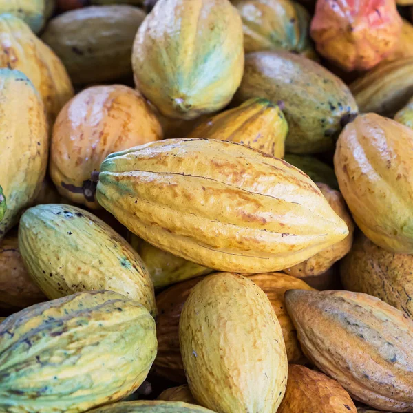 Ein Großer Haufen Bunter Kakaoschoten Criollo Forastero Trinitario Verschiedene Arten — Stockfoto