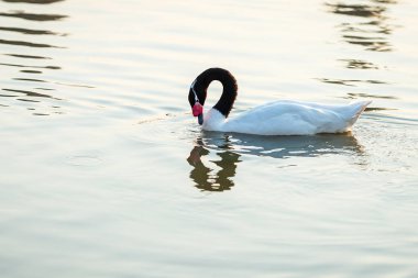 Güneş ışığında gölde yüzen siyah boyunlu bir kuğu.