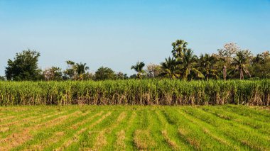 Arkasında bulutlar ve gökyüzü olan şeker kamışı tarlaları..