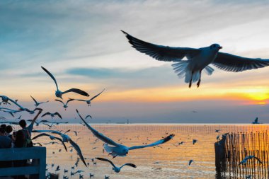 Bang Pu. Tayland. 19 Aralık - 2020: Bang Pu 'da insanlar gün batımını izledi, bir sürü martı uçuyor, dinlenme merkezi, Tayland.