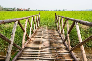 Tayland 'ın Chiang Rai bölgesindeki Vibrant Green Plantation ve Paddy Field' de Bambu Yolu.