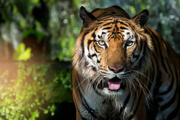 Tygr Podíval Jeho Oči Vypadaly Děsivě — Stock fotografie