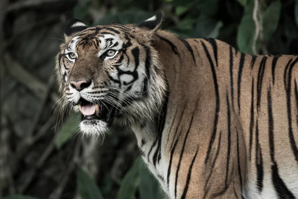 Tijger Kijkt Met Interesse Naar Iets — Stockfoto