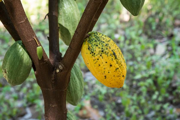 Sarı ve ağaçta yeşil kakao meyvesi, çiğ kakao çekirdekleri, ağaçta kakao kabuğu.