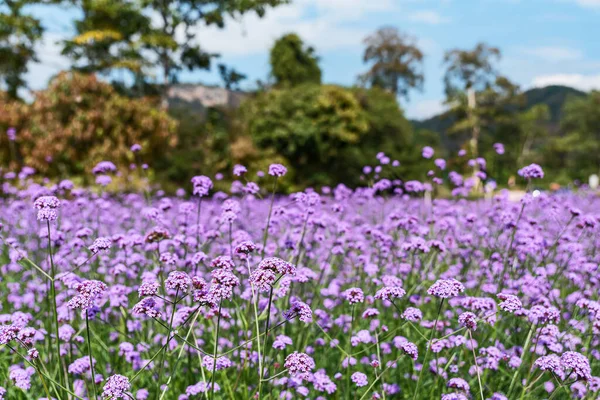 Înflorirea Câmpului Verbena Este Floare Violet Semnificația Acestei Flori Este Imagini stoc fără drepturi de autor