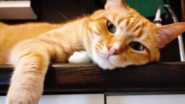 Kızıl, karizmatik bir kedi mutfak masasının üzerinde uzanıyor. Tombul bir turuncu kedi ayakta oturur ve uyumaya çalışır. Kedi uykuya dalıyor..