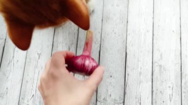 Bir adam bir kediye sarımsak uzatır. Kızıl kedi sarımsakla oynar. Tekir kedicik pençesiyle kırmızı sarımsağa dokunuyor. Yukarıdan bak. Genç bir kedi ahşap bir yüzeyde oturuyor..