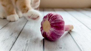 Kızıl kedi sarımsakla oynar. Tekir kedicik pençesiyle kırmızı sarımsağa dokunuyor. Yukarıdan bak. Genç bir kedi ahşap bir yüzeyde oturuyor..