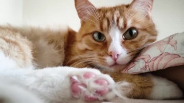 Zencefilli genç bir kedi kanepede yatar ve etrafa bakar. Güzel bir tekir kedi yavrusu battaniyeye uzanıp kameraya bakar..