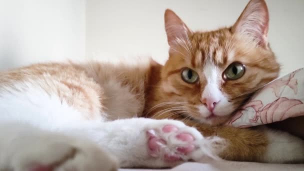 Na gauči leží zrzavá kočka a rozhlíží se. Krásné koťátko leží na přikrývce a dívá se do kamery. — Stock video