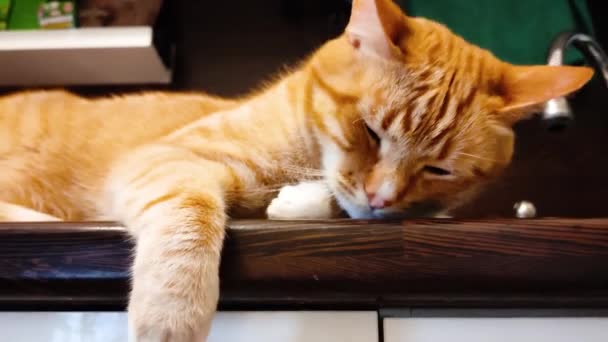 Vysoko na kuchyňském stole leží zrzavá charismatická kočka. Baculatá oranžová kočka sedí na stojanu a snaží se usnout. Kočka usne.. — Stock video