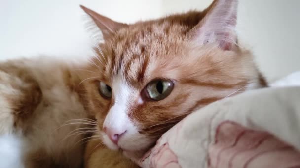 Na gauči leží zrzavá kočka a rozhlíží se. Krásné koťátko leží na přikrývce a dívá se do kamery. — Stock video