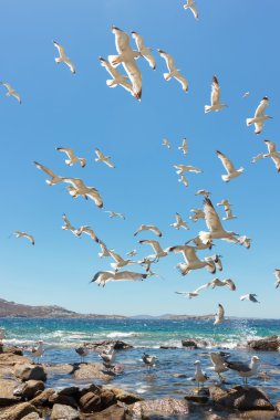 Deniz martı uçan sürüsü