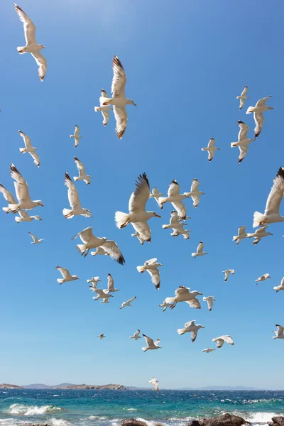 Svärm av flyger fiskmåsar — Stockfoto