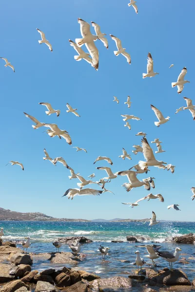 Svärm av flyger fiskmåsar — Stockfoto