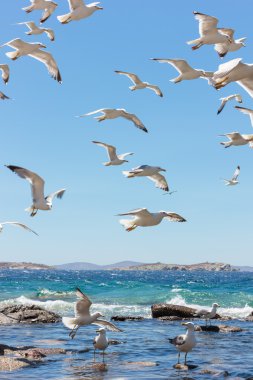 Deniz martı uçan sürüsü
