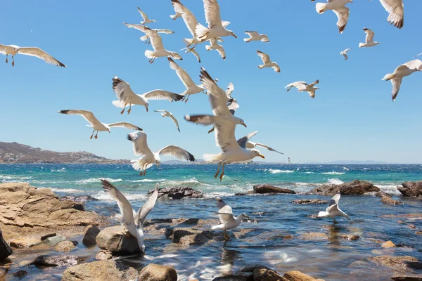 Рой летающих морских чаек — стоковое фото