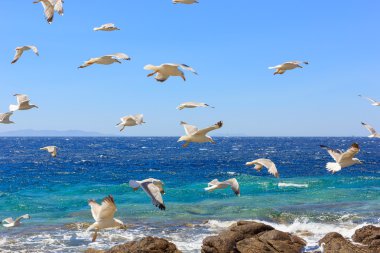 Deniz martı uçan sürüsü