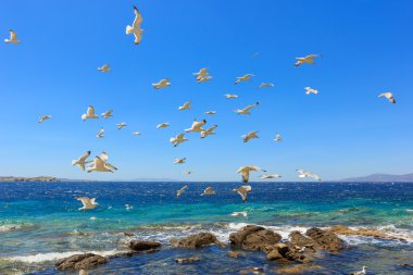 Deniz martı uçan sürüsü