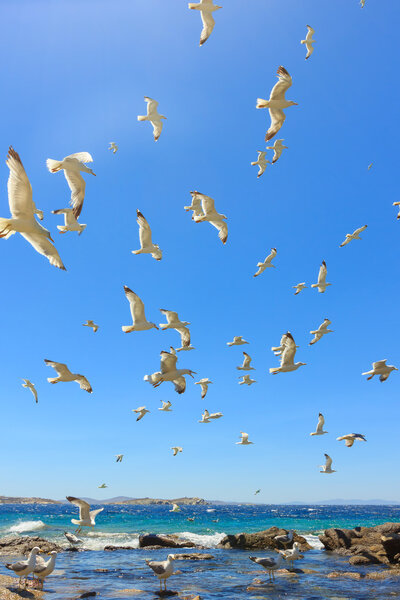 swarm of flying sea gulls