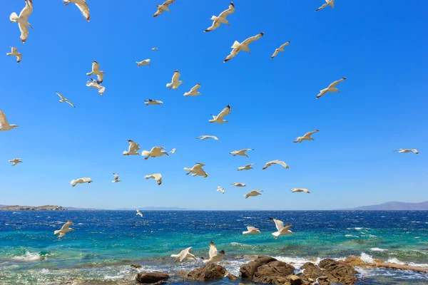 Schwarm fliegender Möwen — Stockfoto