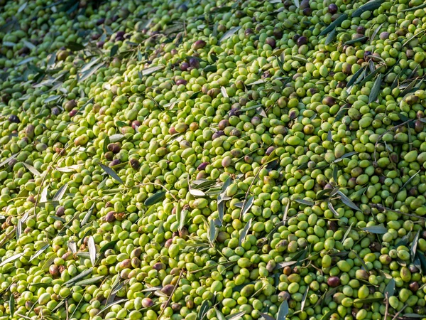 Oliivien lähikuva oliiviöljykoneessa — kuvapankkivalokuva