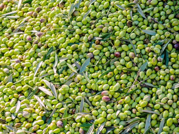 Closeup of olives in a olive oil machine — Stock Photo, Image