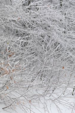 Pelio 'daki orman kışın karla kaplıdır.