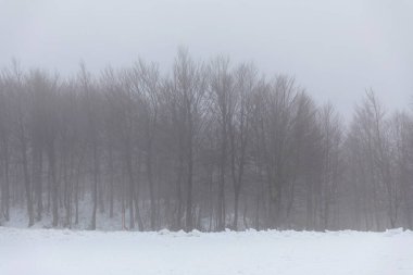 Pelio 'daki orman sisle kaplı.