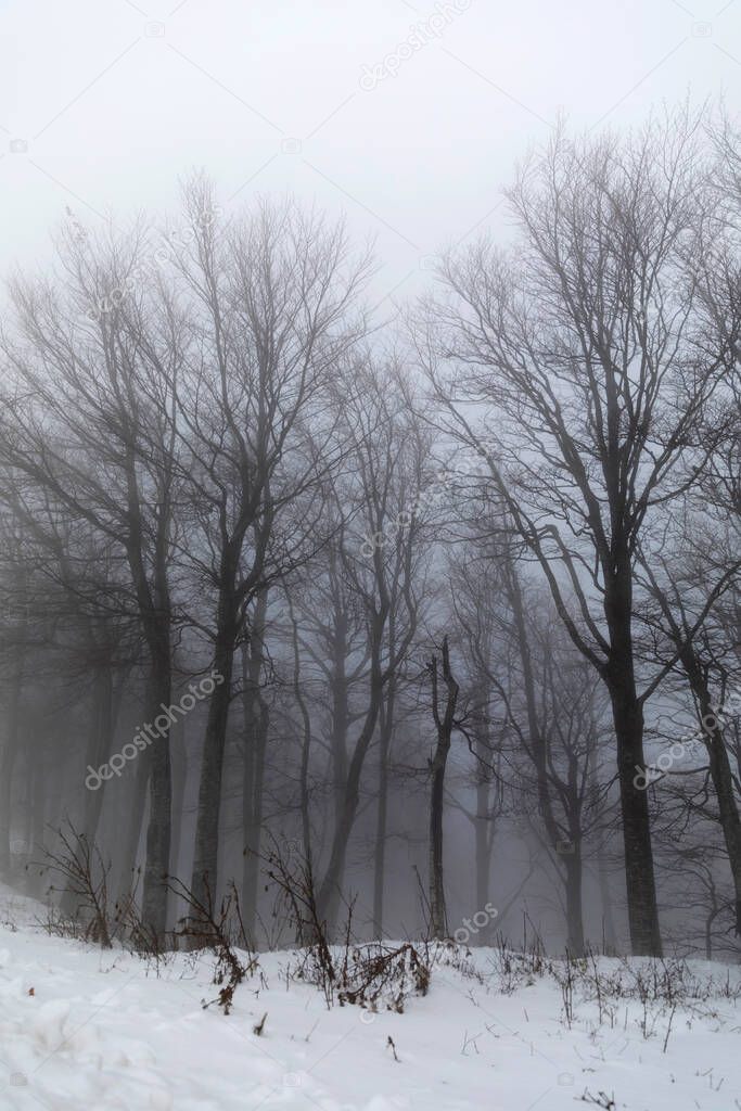 Forest in Pelio covered with snow in the mist