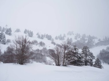 Yunanistan 'da karlı bir dağdaki köknar ağaçlarının manzarası