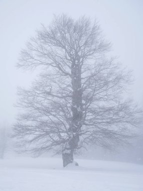 Yunanistan 'da karlı bir dağdaki köknar ağaçlarının manzarası