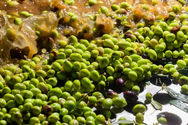 Close-up de azeitonas em uma máquina de azeite — Fotografia de Stock