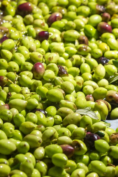 Closeup of olives in a olive oil machine — Stock Photo, Image