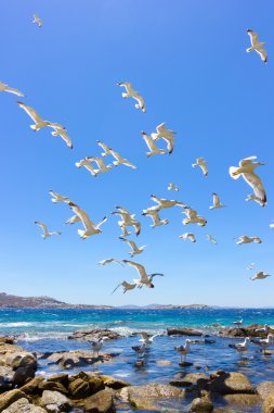 Deniz martı uçan sürüsü