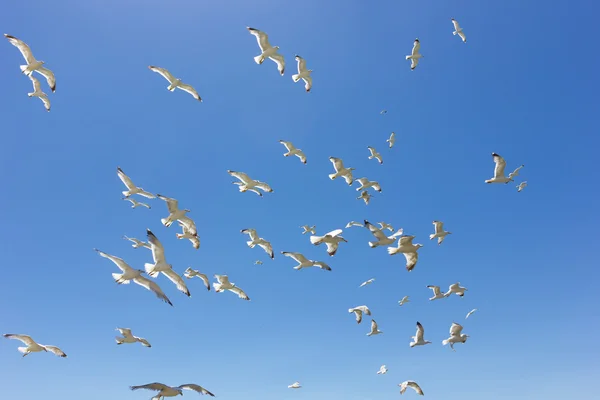 Swarm of flying sea gulls — Stock Photo, Image