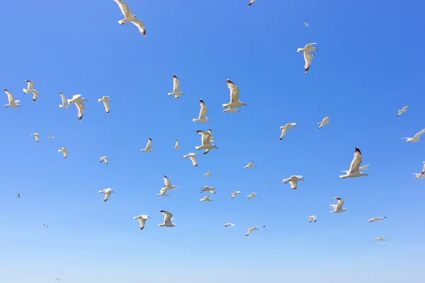 Zwerm van het sea meeuwen vliegen — Stockfoto