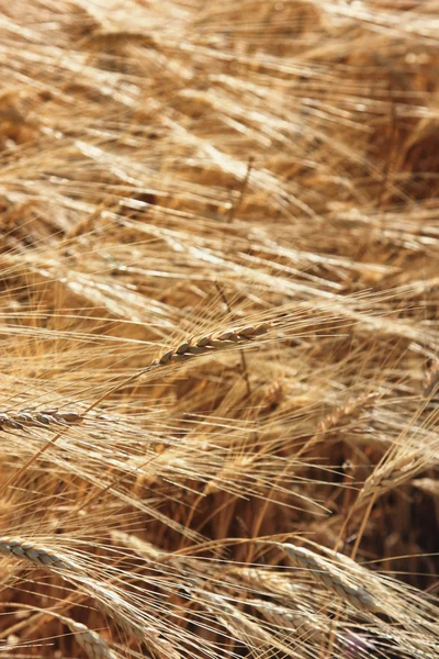 El primer plano del trigo amarillo —  Fotos de Stock