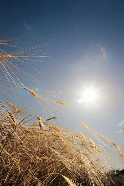 Trigo contra el sol —  Fotos de Stock