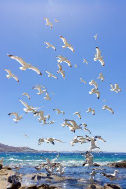 Deniz martı uçan sürüsü