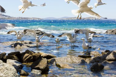 Deniz martı uçan sürüsü