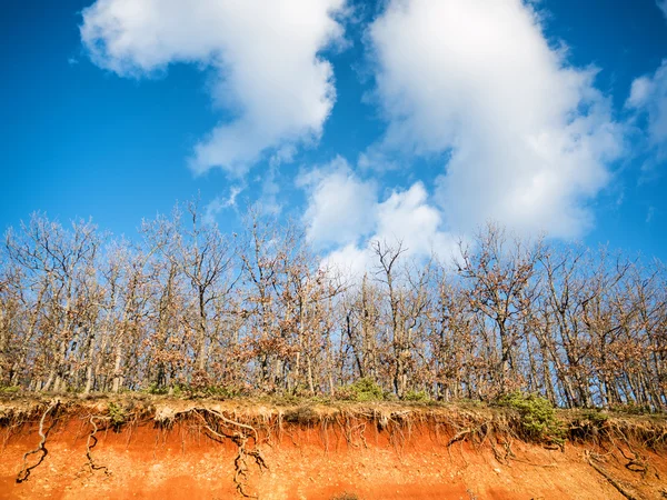 Árboles y cielo azul con nubes —  Fotos de Stock