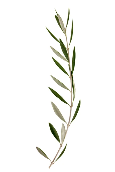 Větev olivovníku — Stock fotografie