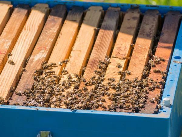 Méhek a kaptár — Stock Fotó