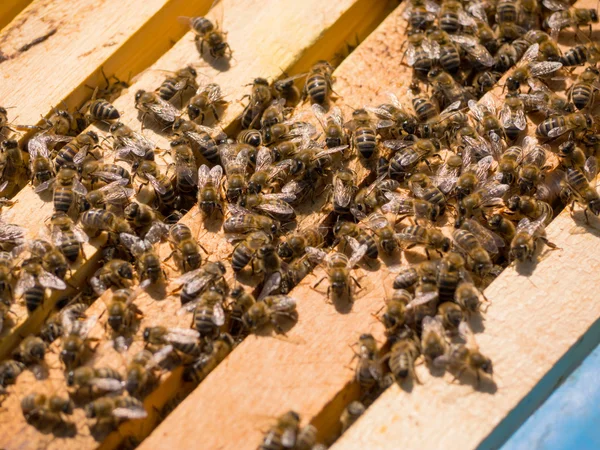 Бджоли на вулику — стокове фото