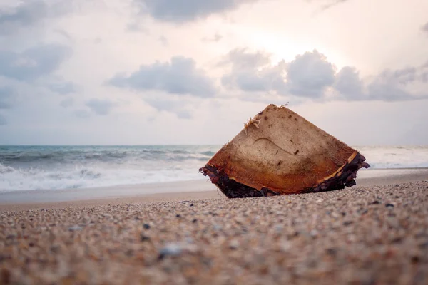 Hout in het strand na storm — Stockfoto