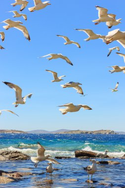 Deniz martı uçan sürüsü